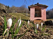 23 Alla 'santella' della Madonna di Caravaggio con Crocus (Crochi)